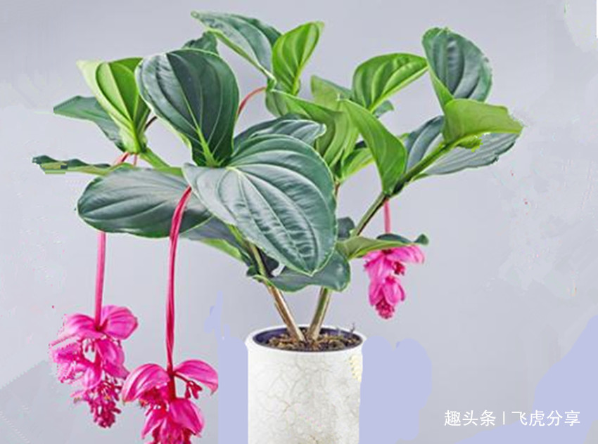 新买回来的花卉要想把它养好，按三个方法去做，不然难养活