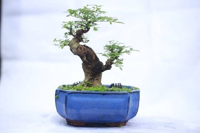 白蜡|网友分享的白蜡微型盆栽,室内摆件精品盆栽,快来一睹为快