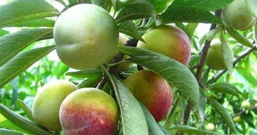 春天了,多吃三種食物,排毒養(yǎng)顏,提高身體免疫力,早吃早好