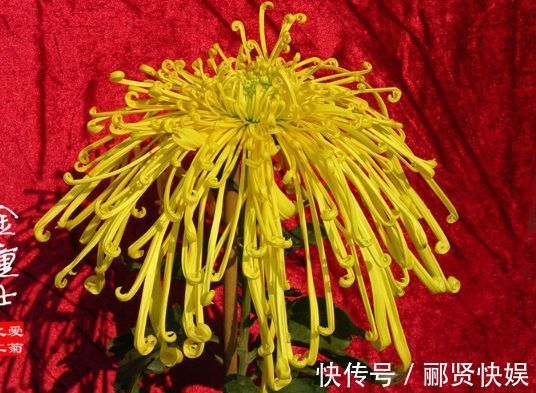 喜欢菊花,不如养盆优良名菊“金童士”,是金忙四射,美丽高雅