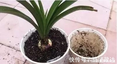 浇水|花卉换盆时,这些没做好,就等于白换了