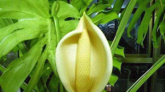 盆栽龟背竹也能开花结果,花期也较长,但开一次花不容易