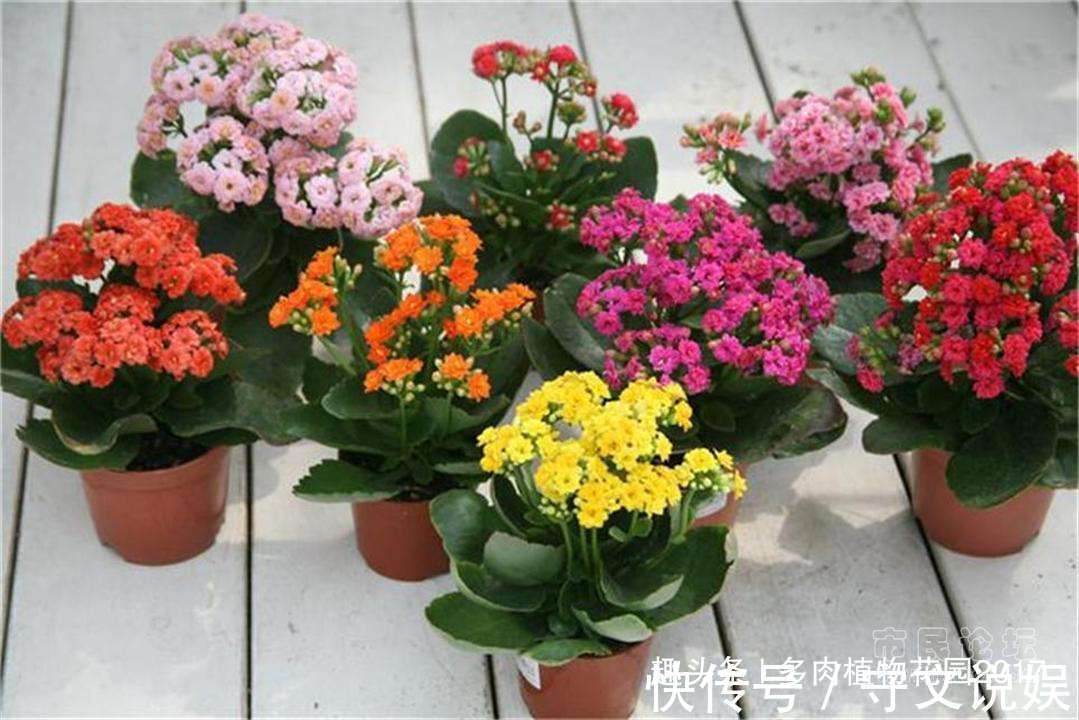 长寿花没有精神,可能问题出在这四点,做好花多叶绿