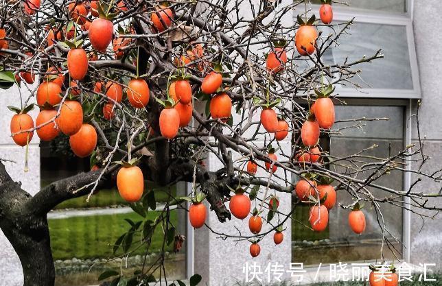 何首乌|5种为盆栽而生的植物，名字好听易养活，你家山上可能有，别错过