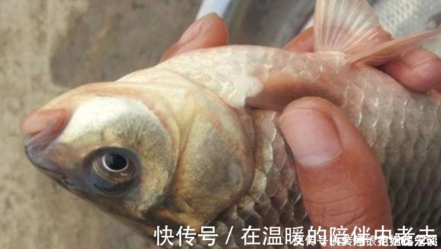 钓了三十年鱼,如今才公布:这诱鱼“八字诀”简单又实用,莫忽视
