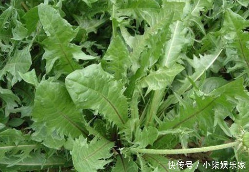 蒲公英|养肝就是养命,3种野菜女人可常吃,肝脏干净了,更显年轻!