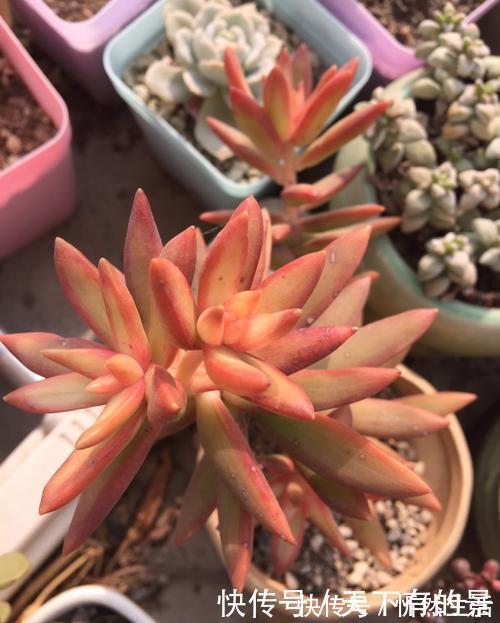 20款高贵梦幻紫色多肉，养一盆“紫气东来”，总有一款是你喜欢的