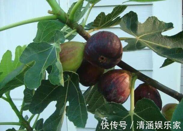 盆栽无花果“这样养”，一片叶子10个果，不掉果，个个大又甜