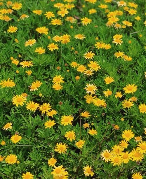 古城下的花海—美如画卷