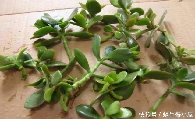 枝条|手把手教你长寿花从扦插到开花的养护全程