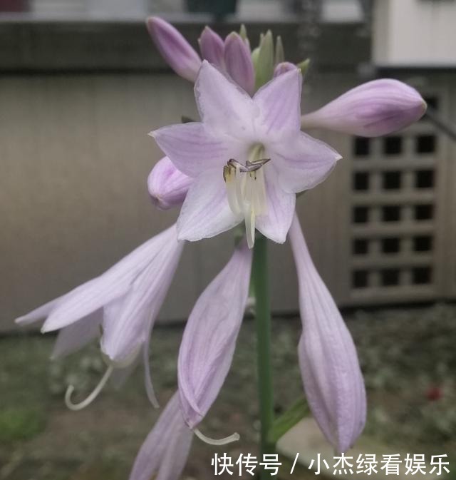  开花|冬天庭院里也能养花，玉簪特耐寒，下雪也能开花