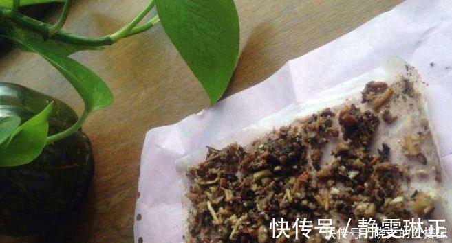 家庭|家庭养花必不可少的4种“好材料”,不花一分钱,配土透气又透水