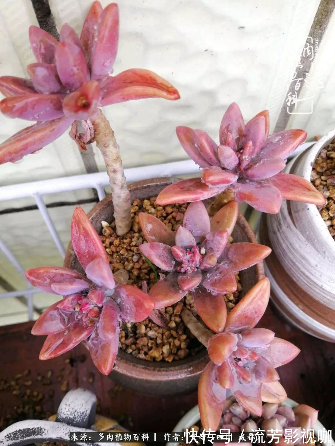 多肉|人生有时候就像多肉,不是不出彩,只是经历的时光还不够!