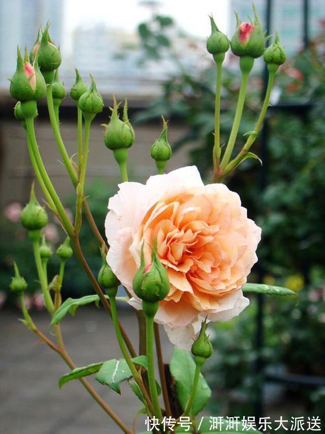 月季出现僵苗怎么办3个简单小方法,新芽花苞蹭蹭冒,开花99朵