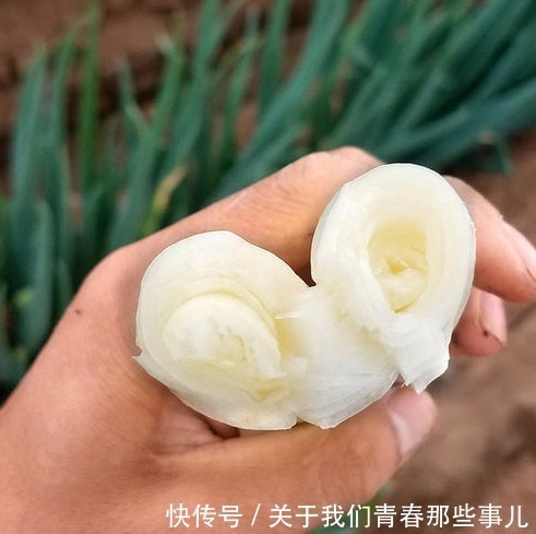 保存|保存大葱,记住2个原则,学会2个方法,3个月不坏,不干瘪不空心