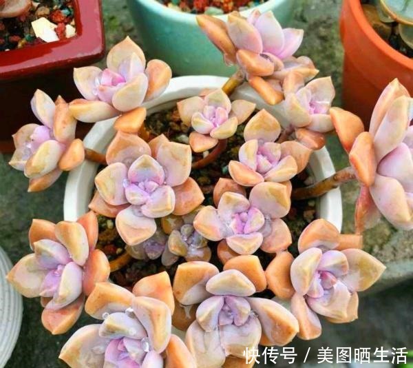 她养多肉,专选“大普货”,养成独特“怪老桩”,大家都夸赞!