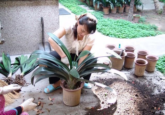 出油|秋冬土里掺点它,君子兰,蟹爪兰,疯狂开花,叶子绿出油