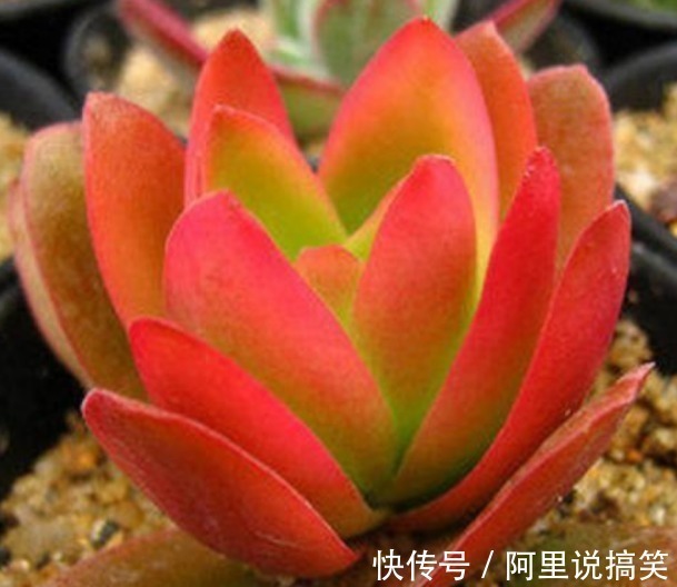 技巧|精挑细选32种多肉植物,1分钟掌握养护技巧,非常实用