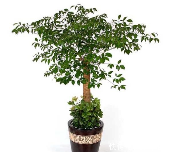 幸福树下垂的叶子的原因有哪些，这里知道来看看吧！