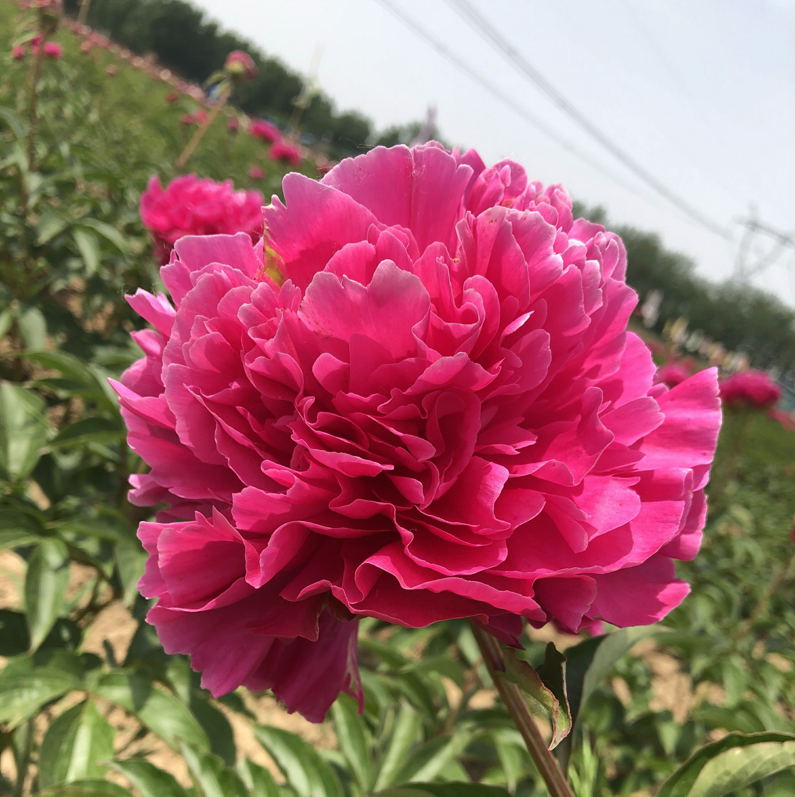 芍药花和牡丹傻傻分不清楚芍药的花苞很大就是不开花怎么办呢