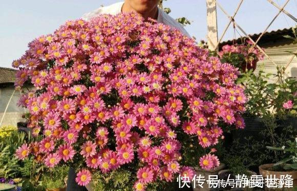 矮牵牛|3种“掐头花”,娇生惯养不成器,天天修理它,月月爆花球