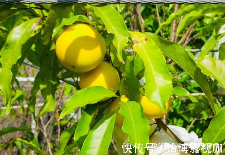 克星|子宫肌瘤“克星”此野果,女性不想患上子宫疾病,多食,还美容