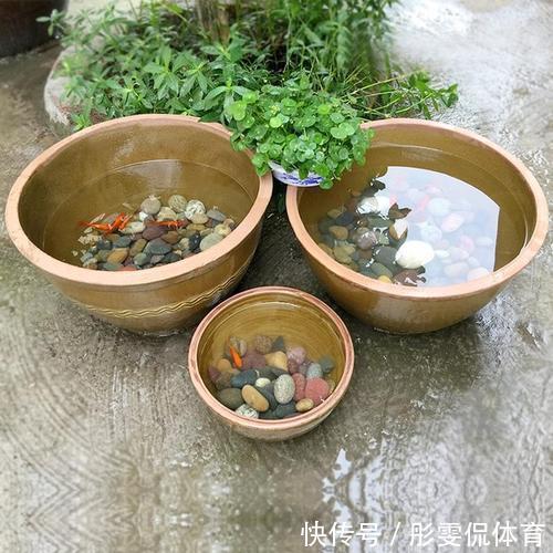 家里有小院子,三种花草不要种,容易泛滥招蛇虫,很多人都害怕