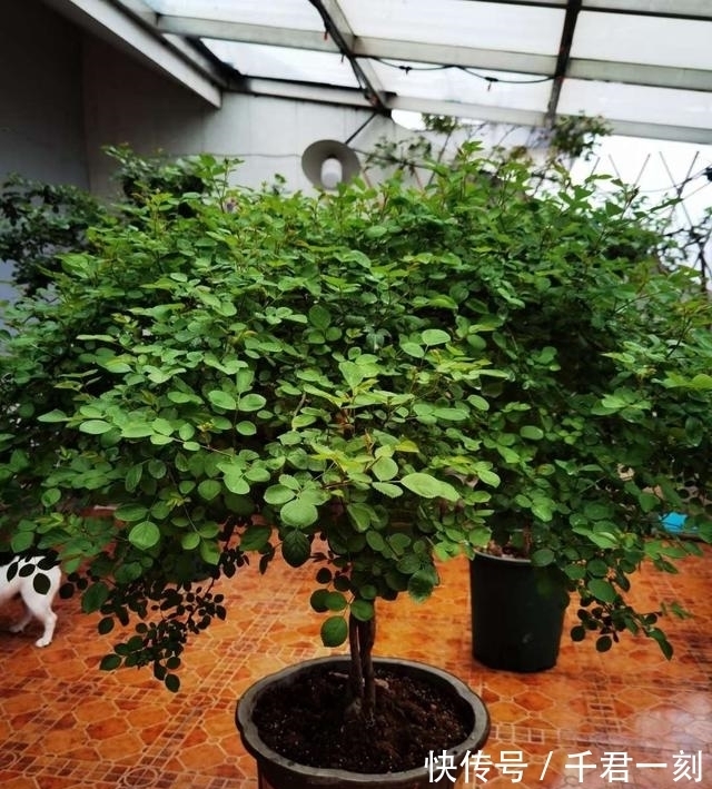 这6种小药片都能养花,消毒杀菌促生根样样行,过期了也能用