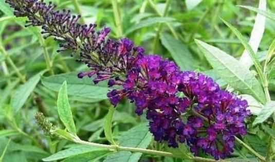 此野草能醉鱼,山上很多,已经被“禁用”,建议收藏