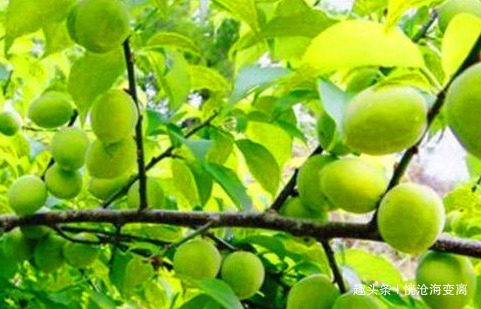 子宫|想长寿先排毒,多吃的食物,润肠通便,排除毒素,轻松甩掉肚腩