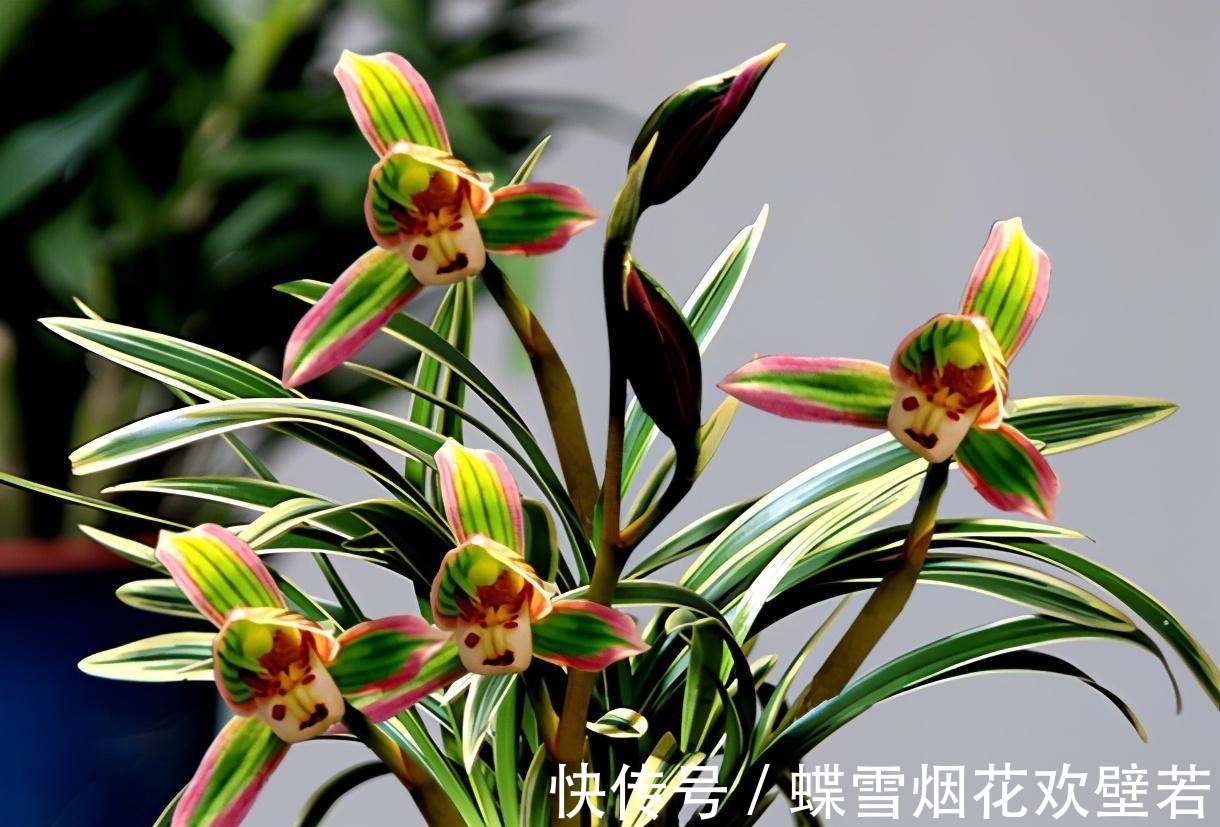 多年前,出价20万都不卖的兰花,一花双色,让人百看不厌