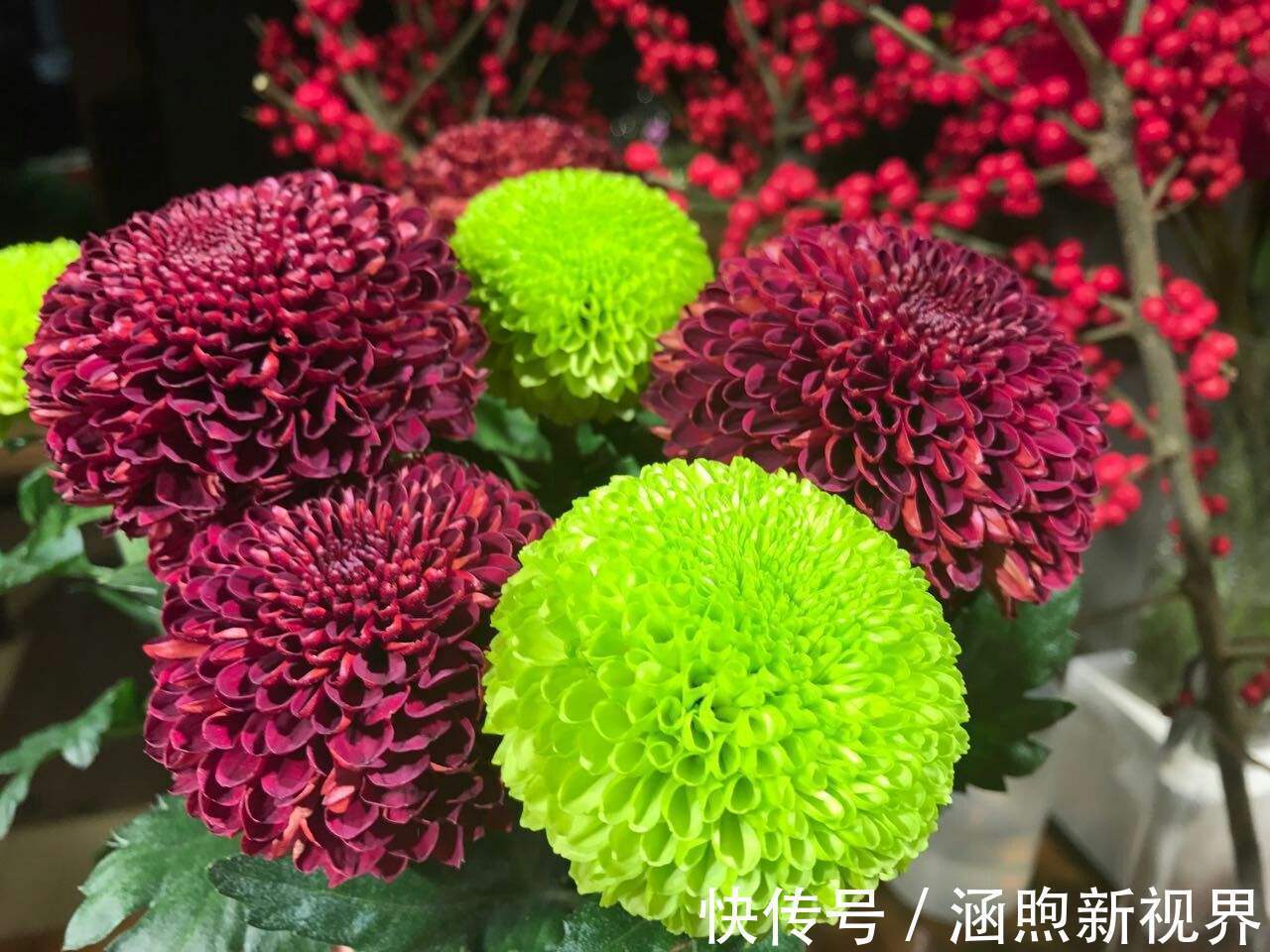 花开似乒乓,小巧玲珑又可爱,喜欢菊花的你不要错过乒乓菊