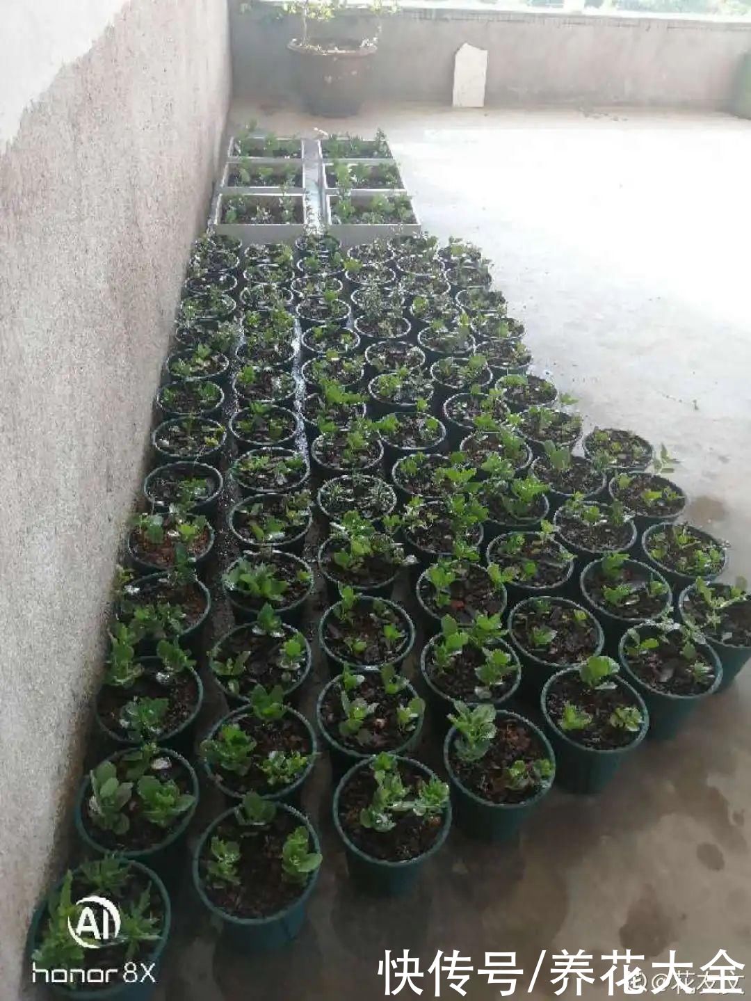 7种“落地生根”花，春天多插几棵，成活率特别高