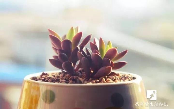 盆栽底下垫上这4种，告别“植物杀手”称号！