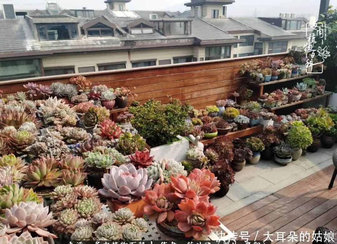 春暖花开,万物复苏,多肉迎来最美时光!
