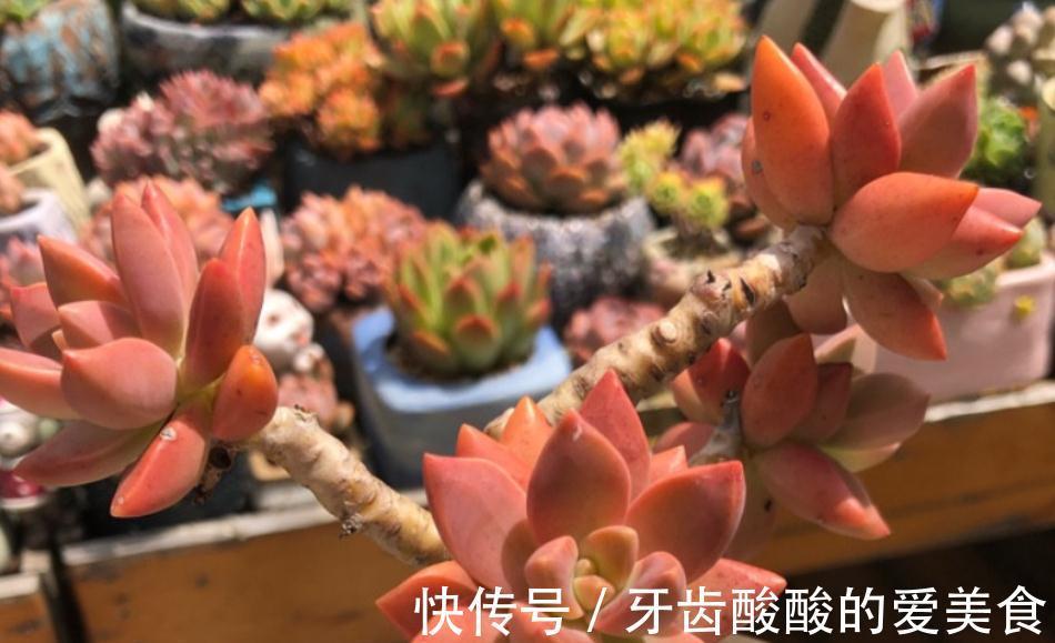 土壤|初冬养多肉,有这4款别急着往屋里搬,冻一冻,茎叶更肥美