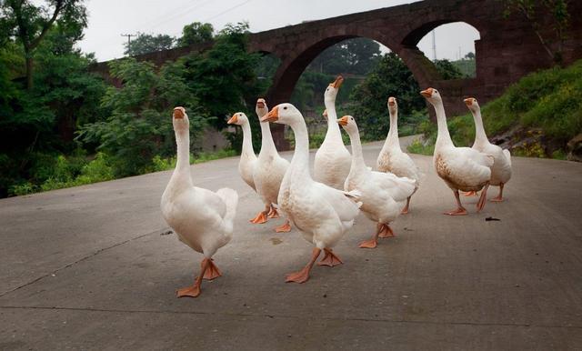 长财|明代趣案:两仆人争鹅,各执一词,县令看鹅粪断案