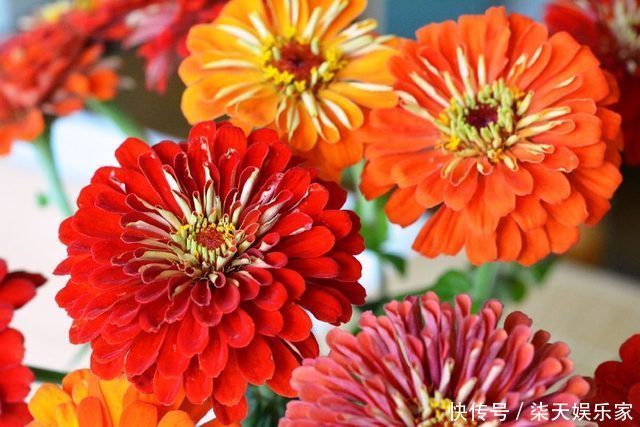 花镜|7种菊花被称为菊花中的西施,开花娇艳,蜂来蝶往,美丽折服行人