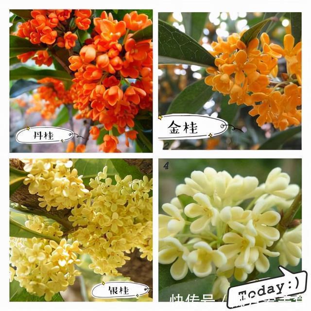 牡丹花|家有五树,儿孙都富!有院子建议栽5种树,看花,收果,寓意吉利