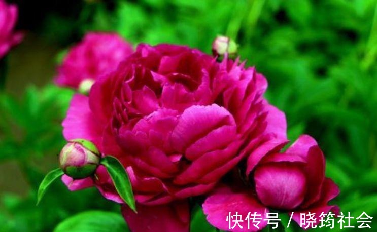 百合花|4种花深受花友的喜欢，开花爆盆很简单，美不胜收，你养了吗