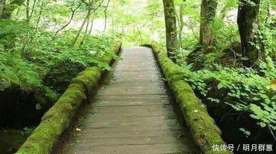 苔藓|路边常见的“它”,挖一块铺花盆里,不花一分钱,15天后收获惊喜