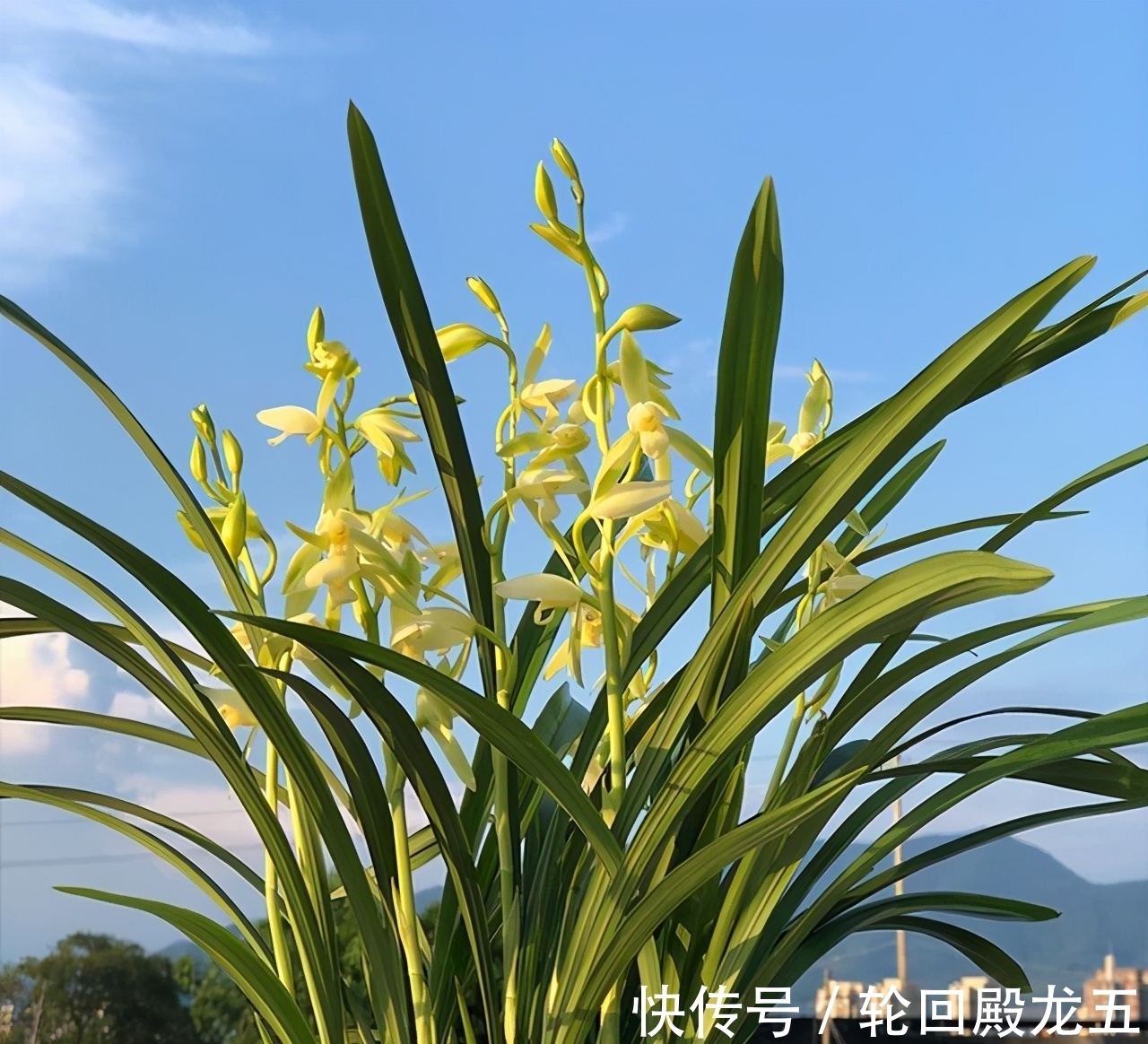 张意|这2款兰花，是无法超越的“经典”，价格便宜，但是性价比却很高