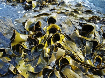 可溶性膳食纤维|忠告海带不能与此物同食,吃了就是没病找病,现在知道还不晚