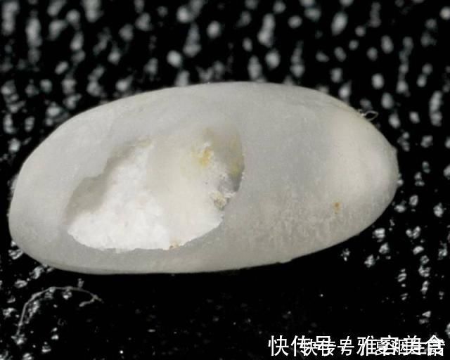成虫|米放久了会有虫子，那这些虫子都是哪里来的呢？