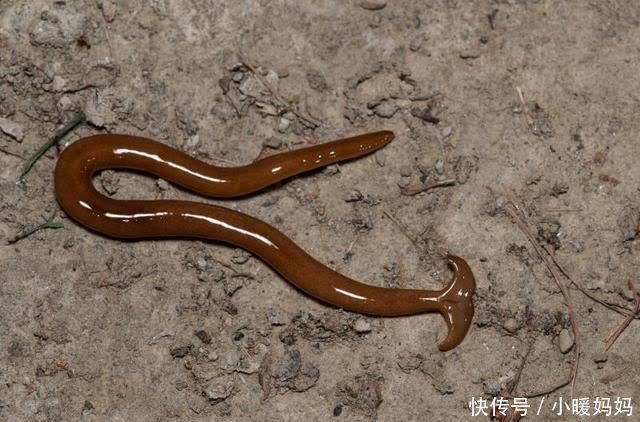 为了繁殖和进食连大脑都进化没了:杀不死