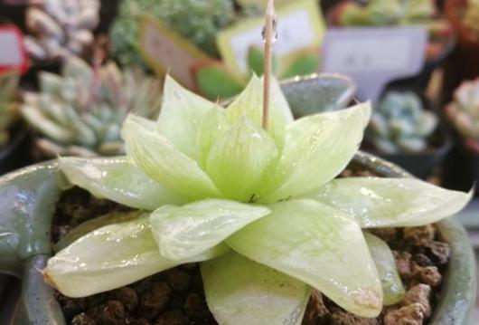 办公室养多肉,盆栽这5款,不怕采光差、难看、一盆不剩!