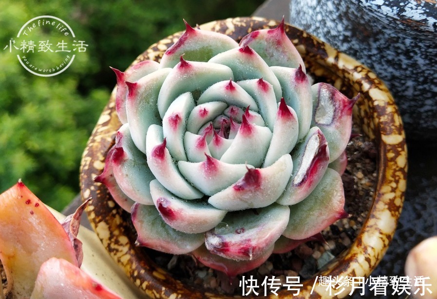 伪常识|3个伪常识,不但对养多肉没帮助,甚至会害死肉肉,不要被误导