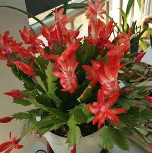 秋冬|秋冬养蟹爪兰,2件事要牢记,做好了花苞蹭蹭长