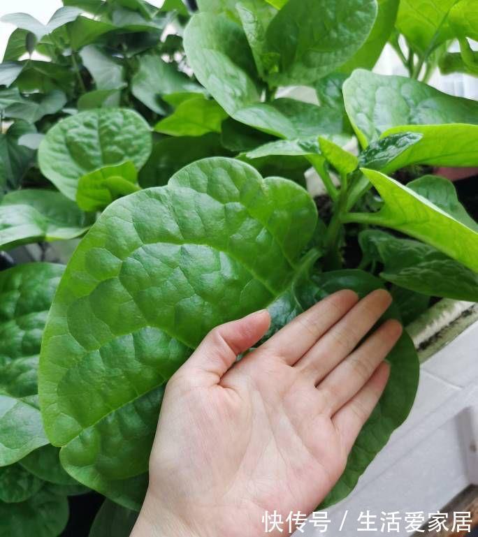 木耳菜|适合夏天种阳台的3种蔬菜,好养又好看,摘了又可以长,吃不停