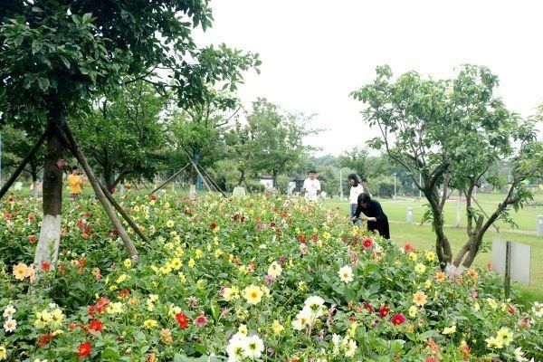 夏日|荆城夏日寻芳